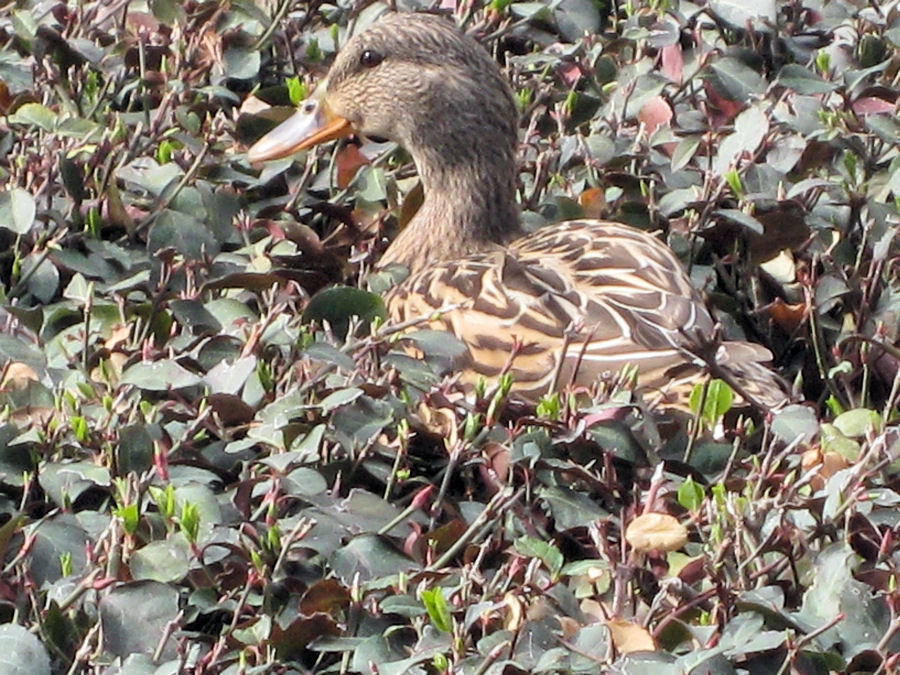 Photo:DuckOasisThacker